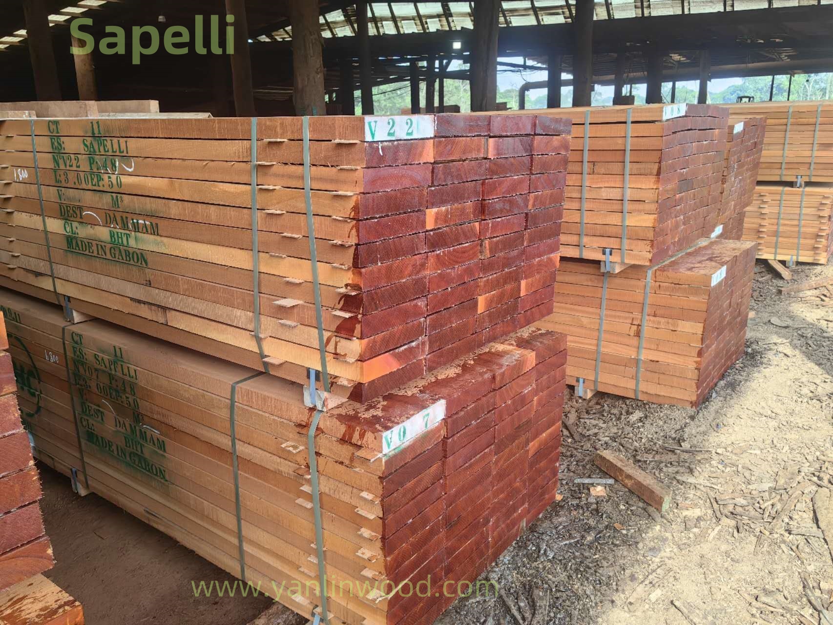 SAPELLI1